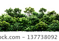 A lush green forest with dense foliage isolated on a clean white background. 137738092