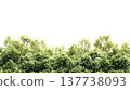 A lush green forest with dense foliage isolated on a clean white background. 137738093