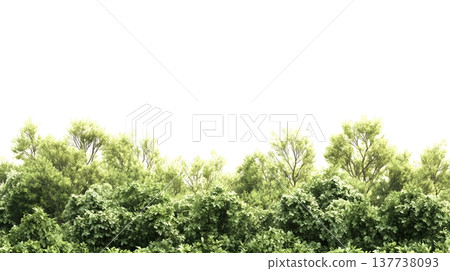 A lush green forest with dense foliage isolated on a clean white background. 137738093