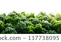 A lush green forest with dense foliage isolated on a clean white background. 137738095