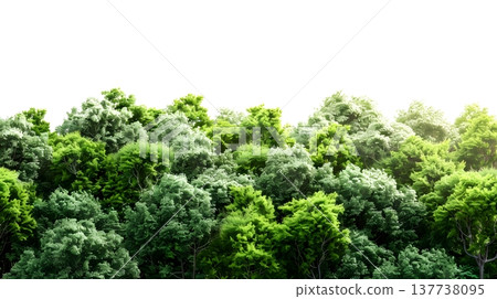 A lush green forest with dense foliage isolated on a clean white background. 137738095