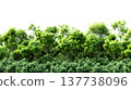 A lush green forest with dense foliage isolated on a clean white background. 137738096