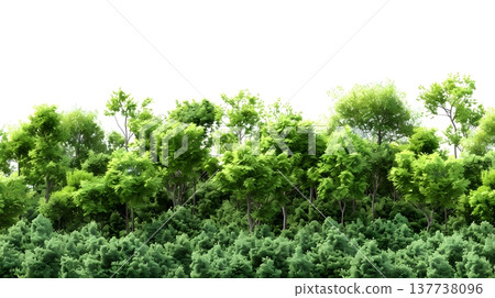 A lush green forest with dense foliage isolated on a clean white background. 137738096