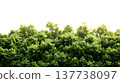A lush green forest with dense foliage isolated on a clean white background. 137738097