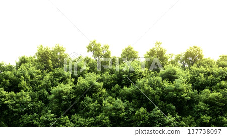 A lush green forest with dense foliage isolated on a clean white background. 137738097