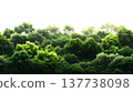 A lush green forest with dense foliage isolated on a clean white background. 137738098