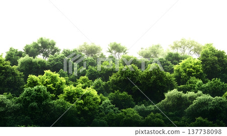 A lush green forest with dense foliage isolated on a clean white background. 137738098