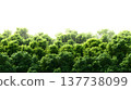 A lush green forest with dense foliage isolated on a clean white background. 137738099