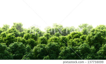 A lush green forest with dense foliage isolated on a clean white background. 137738099
