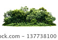 A lush green forest with dense foliage isolated on a clean white background. 137738100