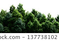 A lush green forest with dense foliage isolated on a clean white background. 137738102