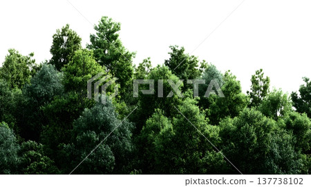 A lush green forest with dense foliage isolated on a clean white background. 137738102