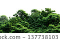 A lush green forest with dense foliage isolated on a clean white background. 137738103