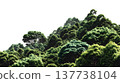 A lush green forest with dense foliage isolated on a clean white background. 137738104