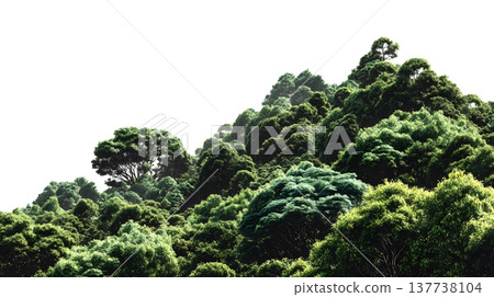 A lush green forest with dense foliage isolated on a clean white background. 137738104