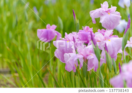 A field of pale purple irises blooming in the early summer light. A field of pale purple irises blooming in the early summer light. 137738143