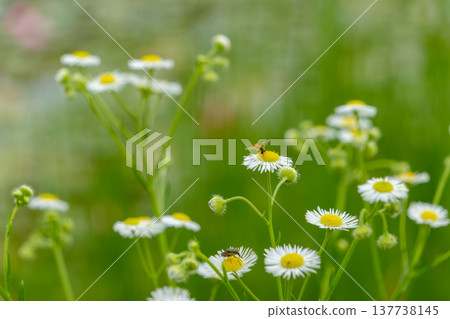 Erigeron annuus blooming in a field in early summer, and a small insect sipping its nectar. Erigeron annuus blooming in a field in early summer, and a small insect sipping its nectar. 137738145