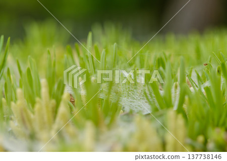The texture of spiderwebs spread across a green meadow still covered in morning dew. The texture of spiderwebs spread across a green meadow still covered in morning dew. 137738146