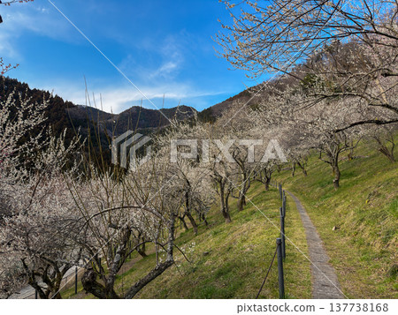 Plum blossom Plum blossom 137738168