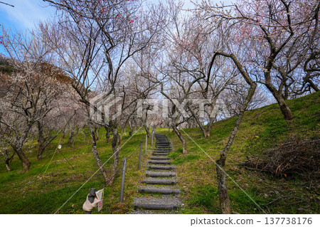 Plum blossom Plum blossom 137738176