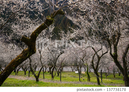 Plum blossom Plum blossom 137738178