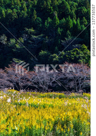 靜岡縣週知郡森町梶島:山村風景 靜岡縣週知郡森町梶島:山村風景 137738587