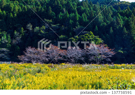 靜岡縣週知郡森町梶島:山村風景 靜岡縣週知郡森町梶島:山村風景 137738591