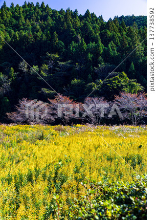 Kajishima, Morimachi, Shuchi District, Shizuoka Prefecture: Mountain village scenery Kajishima, Morimachi, Shuchi District, Shizuoka Prefecture: Mountain village scenery 137738592