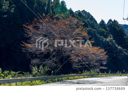 靜岡縣週知郡森町梶島:山村風景 靜岡縣週知郡森町梶島:山村風景 137738689