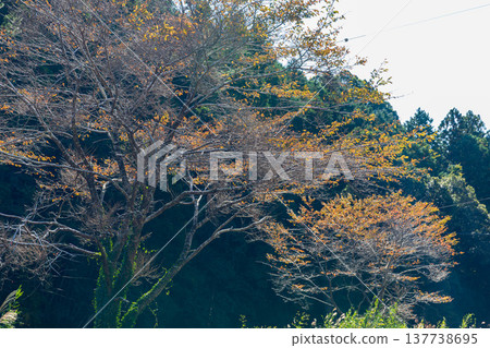 靜岡縣週知郡森町梶島:山村風景 靜岡縣週知郡森町梶島:山村風景 137738695
