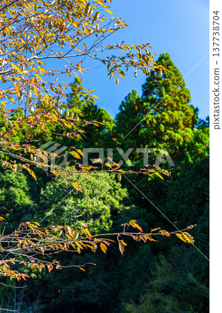 靜岡縣週知郡森町梶島：山村風景 137738704