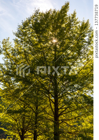 Tonozume, Morimachi, Shuchi District, Shizuoka Prefecture: Mountain village scenery 137738719