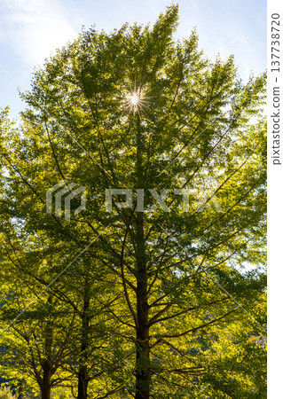 Tonozume, Morimachi, Shuchi District, Shizuoka Prefecture: Mountain village scenery 137738720