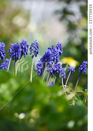 春天盛開的穆斯卡里花 春天盛開的穆斯卡里花 137738916