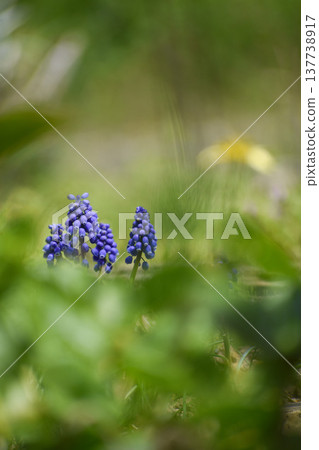 Muscari flowers blooming in spring Muscari flowers blooming in spring 137738917