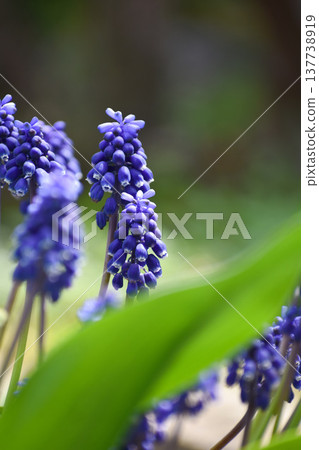 Muscari flowers blooming in spring 137738919