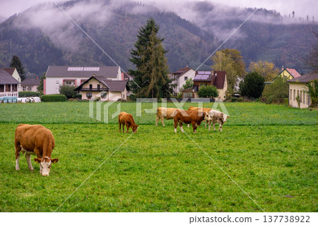 Grazing cows on an alpine meadow among the mountains Grazing cows on an alpine meadow among the mountains 137738922