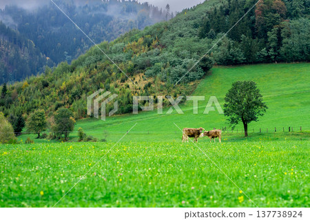 Grazing cows on an alpine meadow among the mountains Grazing cows on an alpine meadow among the mountains 137738924