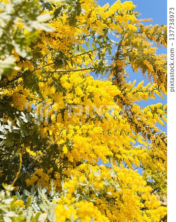 Blue sky and mimosa in full bloom - Harvest Blue sky and mimosa in full bloom - Harvest 137738973