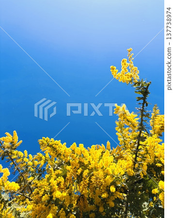 Blue sky and mimosa in full bloom - Harvest Blue sky and mimosa in full bloom - Harvest 137738974