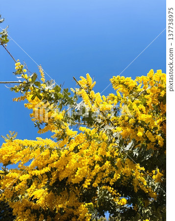 Blue sky and mimosa in full bloom - Harvest Blue sky and mimosa in full bloom - Harvest 137738975