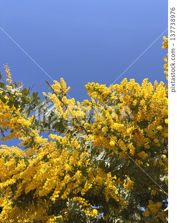 Blue sky and mimosa in full bloom - Harvest Blue sky and mimosa in full bloom - Harvest 137738976