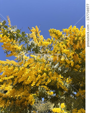 Blue sky and mimosa in full bloom - Harvest Blue sky and mimosa in full bloom - Harvest 137738977