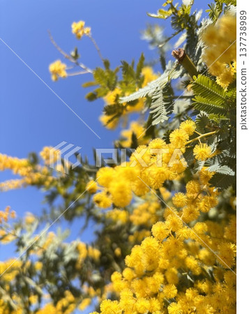 Blue sky and mimosa in full bloom - Harvest Blue sky and mimosa in full bloom - Harvest 137738989