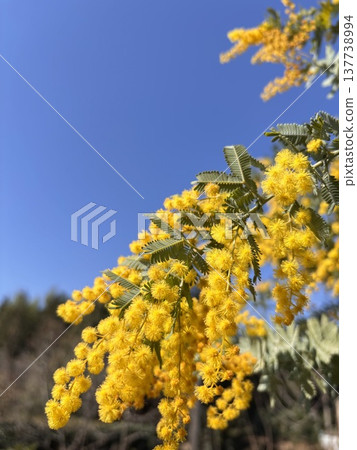 Blue sky and mimosa in full bloom - Harvest Blue sky and mimosa in full bloom - Harvest 137738994