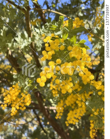 Blue sky and mimosa in full bloom - Harvest Blue sky and mimosa in full bloom - Harvest 137738997