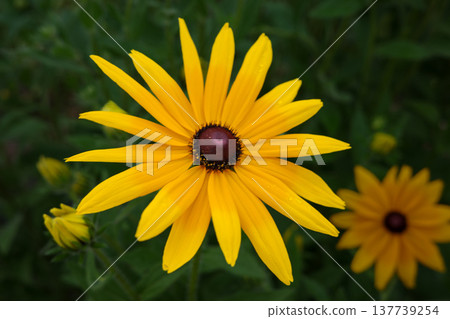 A close-up photo of yellow sunflower flowers in a sunflower field A close-up photo of yellow sunflower flowers in a sunflower field 137739254