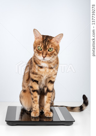 Bengal cat sitting on bathroom scale Bengal cat sitting on bathroom scale 137739278