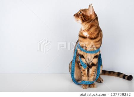 Bengal cat with measuring tape looking away Bengal cat with measuring tape looking away 137739282