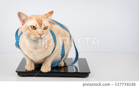 Overweight cat on digital scale with measuring tape Overweight cat on digital scale with measuring tape 137739286